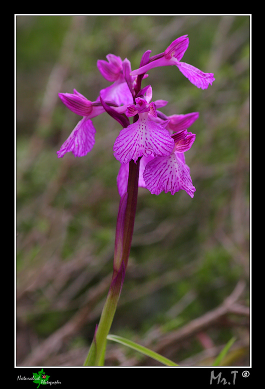 5 Aprile, una giornata di belle orchidee!!!